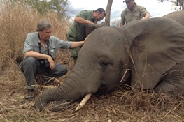 WCS salue l’interdiction historique du commerce de l’ivoire sur le sol américain